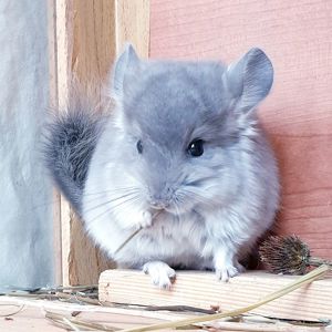 Маленький самец шиншиллы фиолетовая ангора