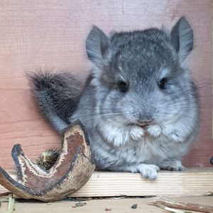 Маленький самец шиншиллы Ангора стандарт носитель фиолета