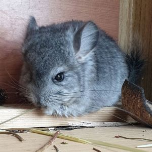 Маленький самец шиншиллы Ангора стандарт носитель фиолета
