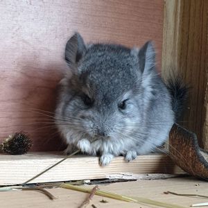 Маленький самец шиншиллы Ангора стандарт носитель фиолета