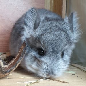 Маленький самец шиншиллы Ангора стандарт носитель фиолета