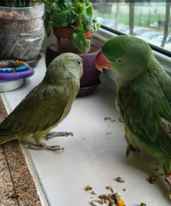 Малюк ожерелового папуги, . 🦜