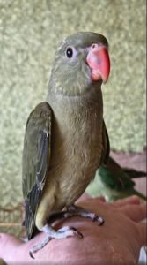 Малюк ожерелового папуги, . 🦜