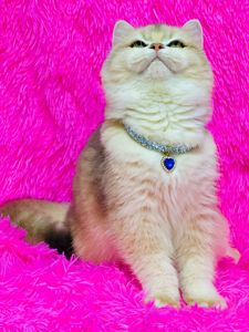 Британська золота шиншилла