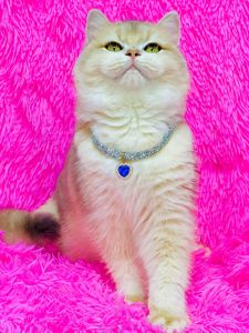 Британська золота шиншилла