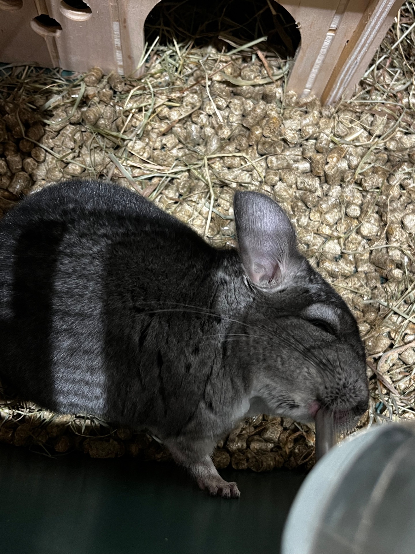 Шиншилка ручний хлопчик