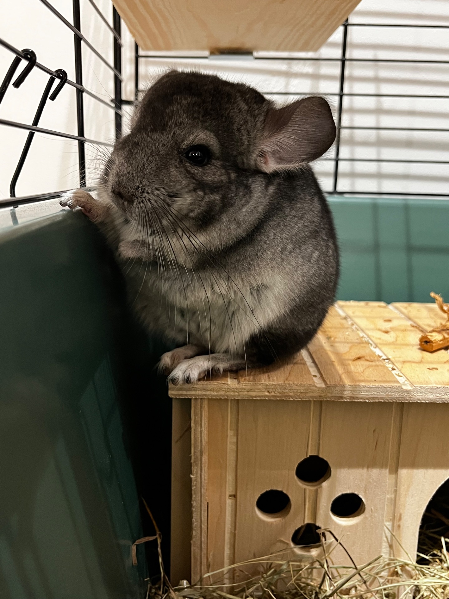 Шиншилка ручний хлопчик