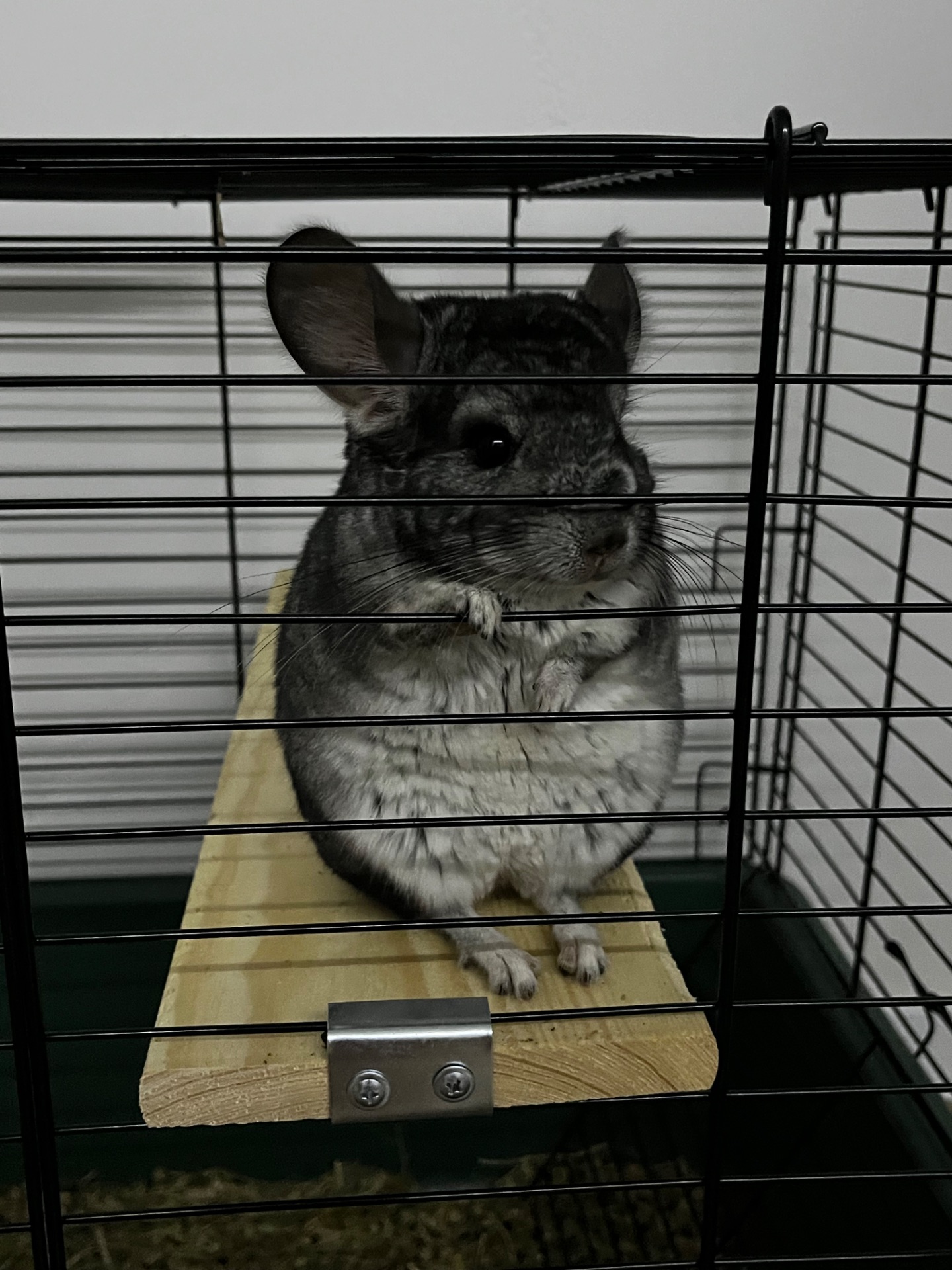 Шиншилка ручний хлопчик