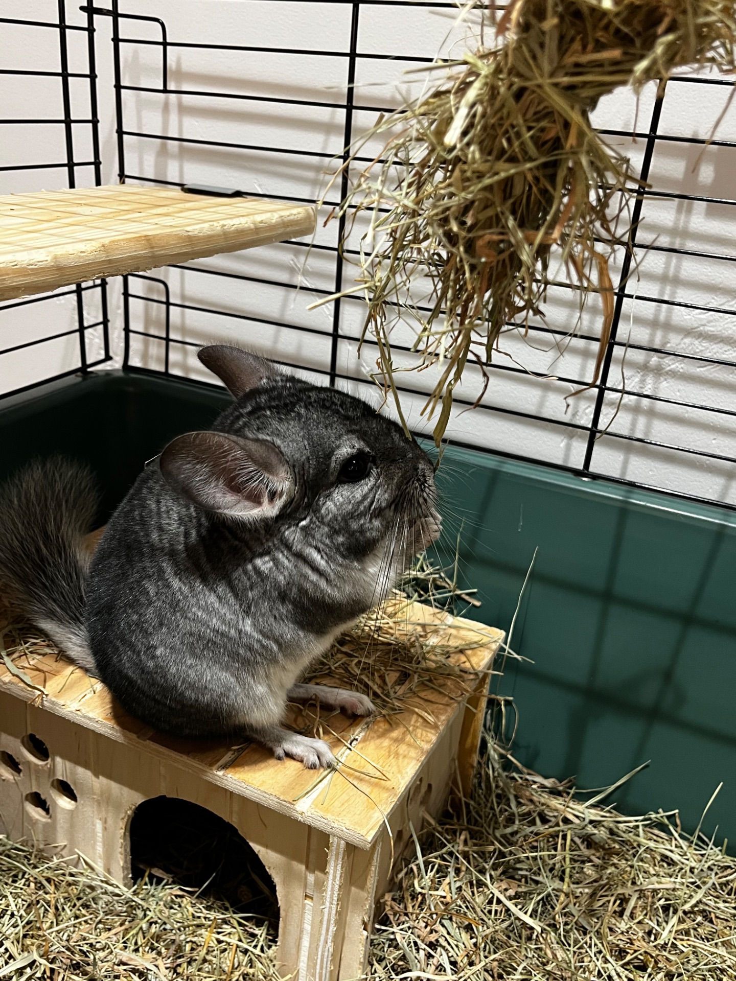 Шиншилка ручний хлопчик