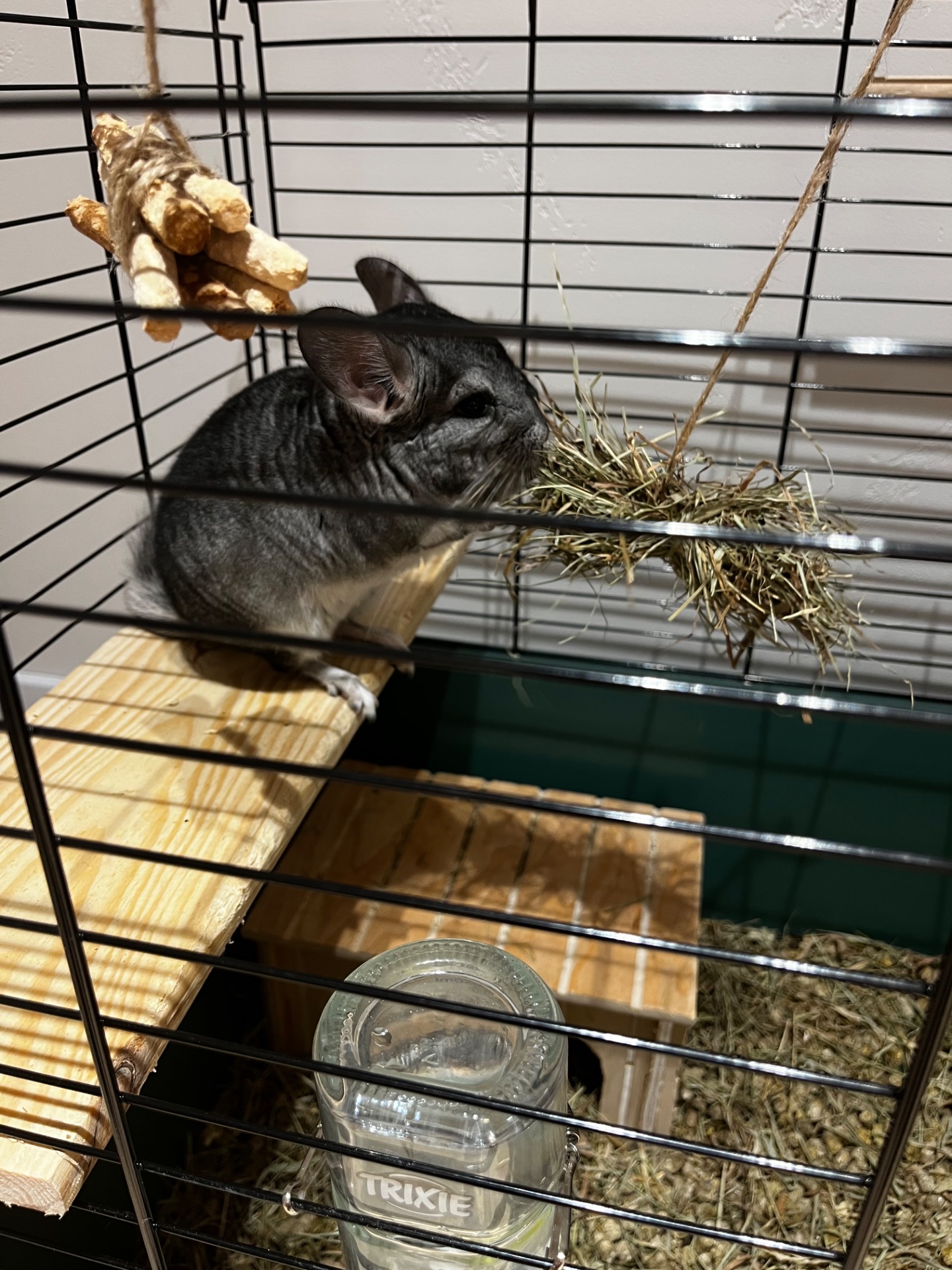 Шиншилка ручний хлопчик