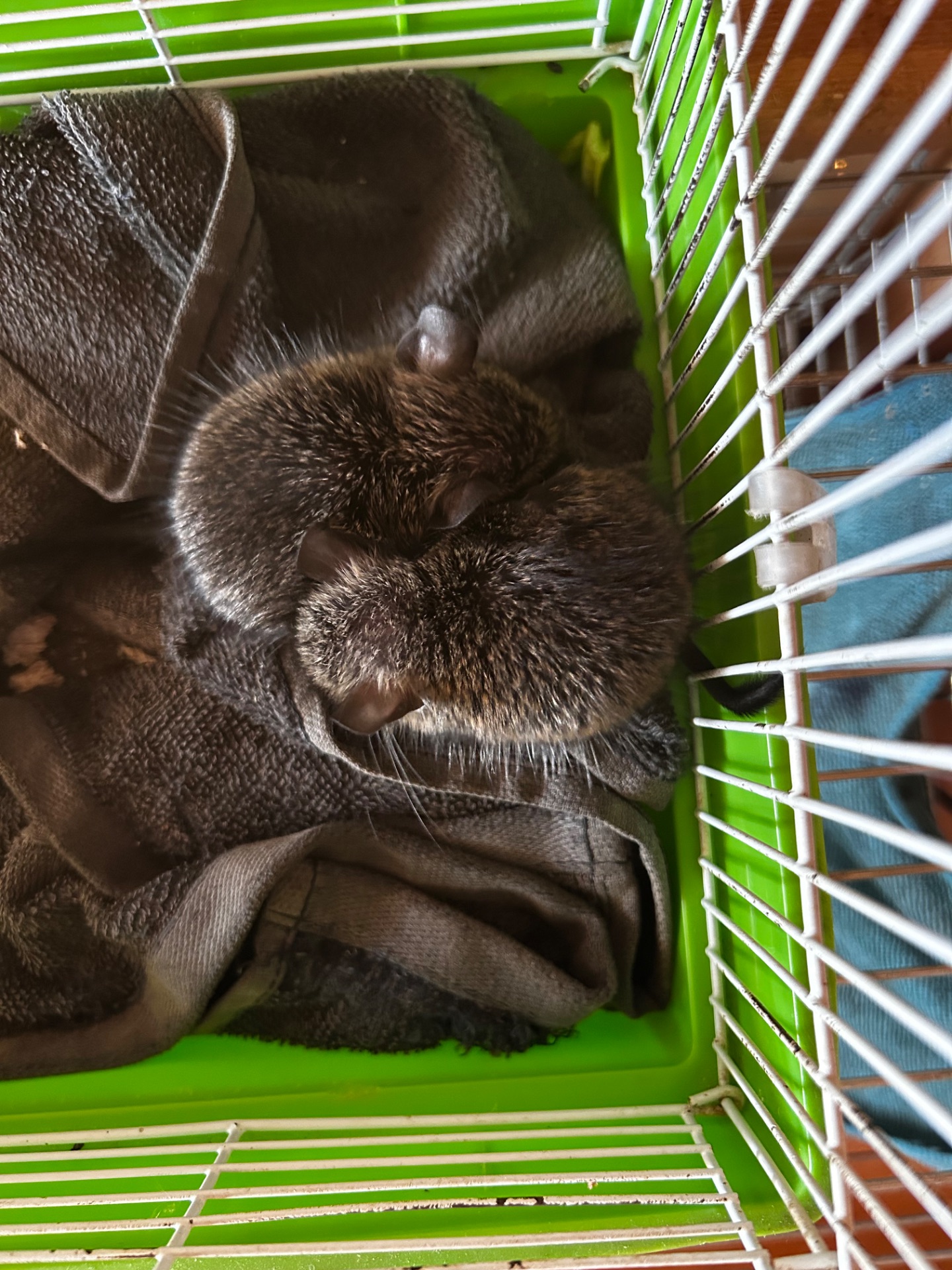 Білочки дегу