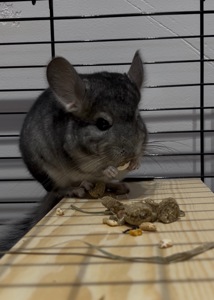 Шиншилка ручний хлопчик