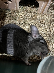 Шиншилка ручний хлопчик