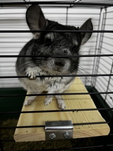 Шиншилка ручний хлопчик