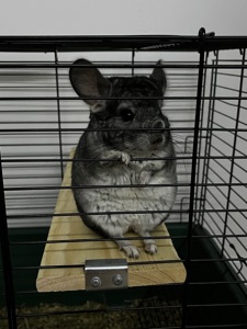 Шиншилка ручний хлопчик