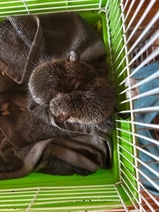 Білочки дегу