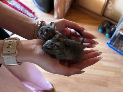 Білочки дегу