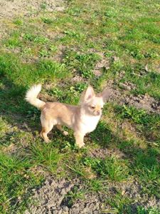 Чіхуахуа довгошерстий — чарівний хлопчик у добрі руки!