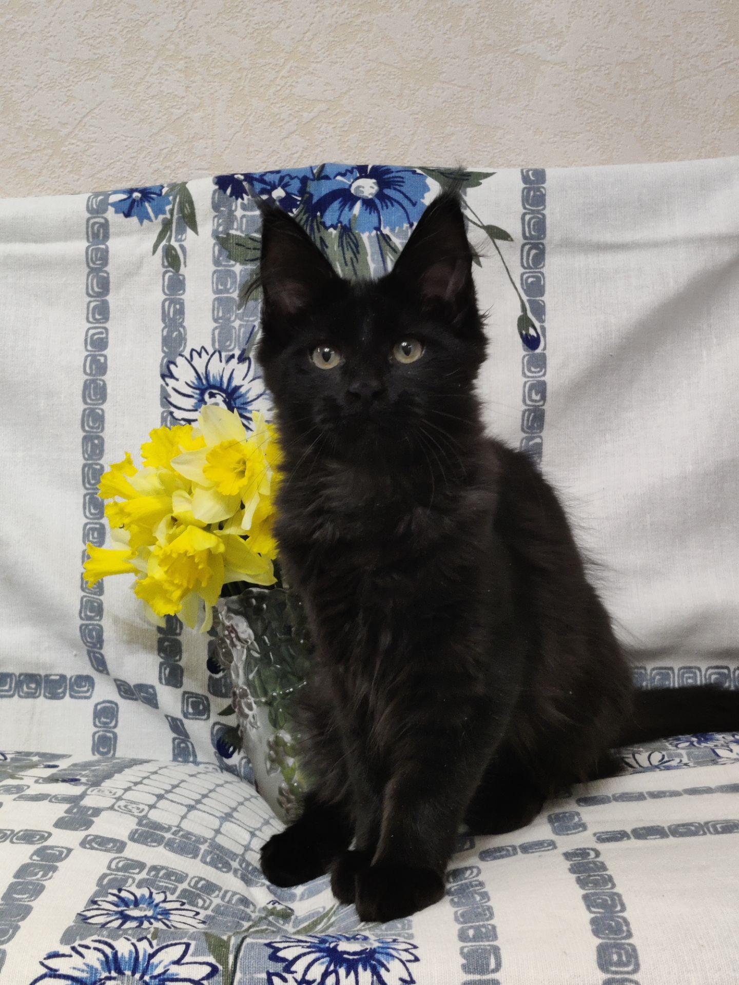 Мейн Кун дівчинка