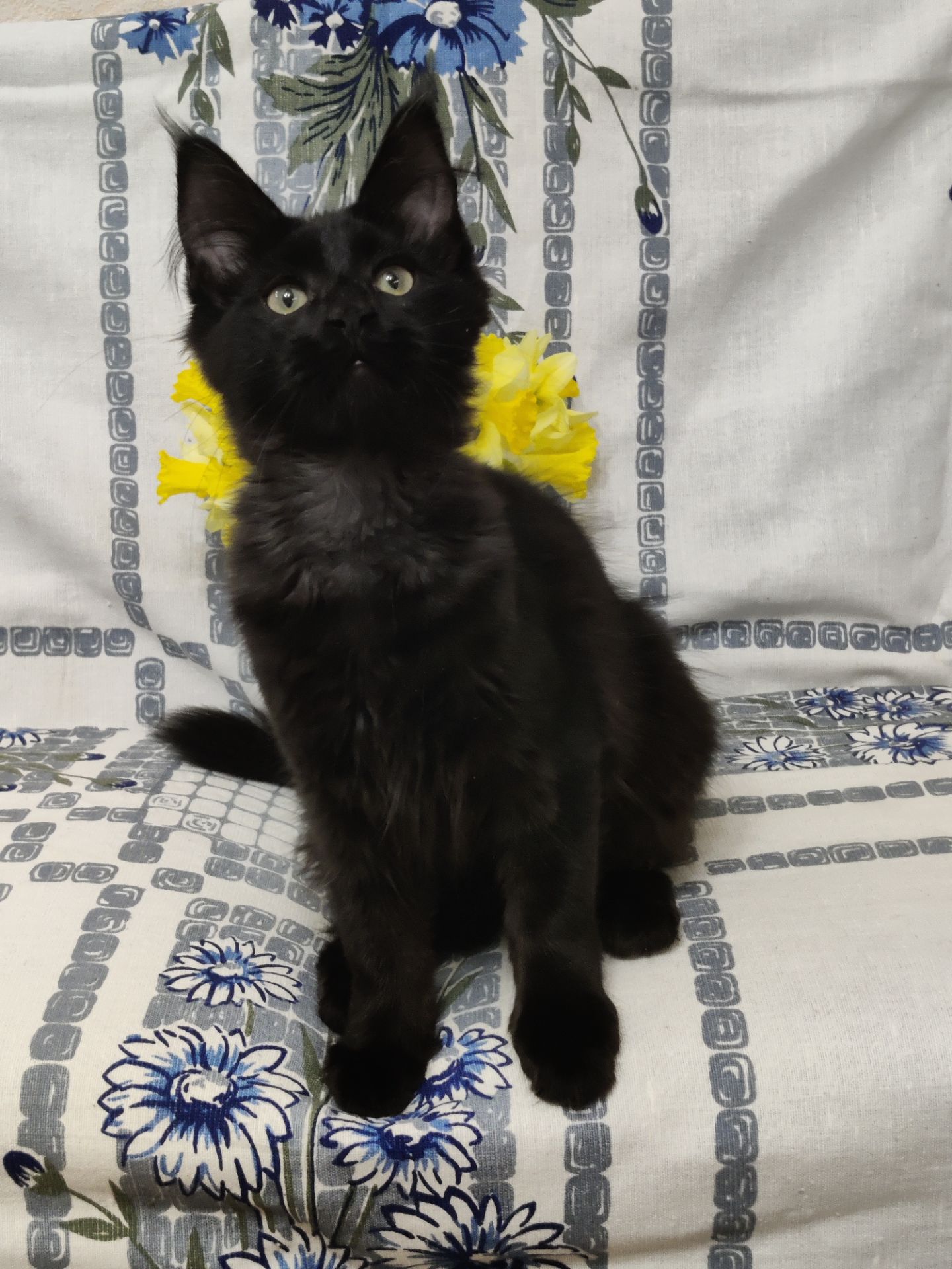 Мейн Кун дівчинка