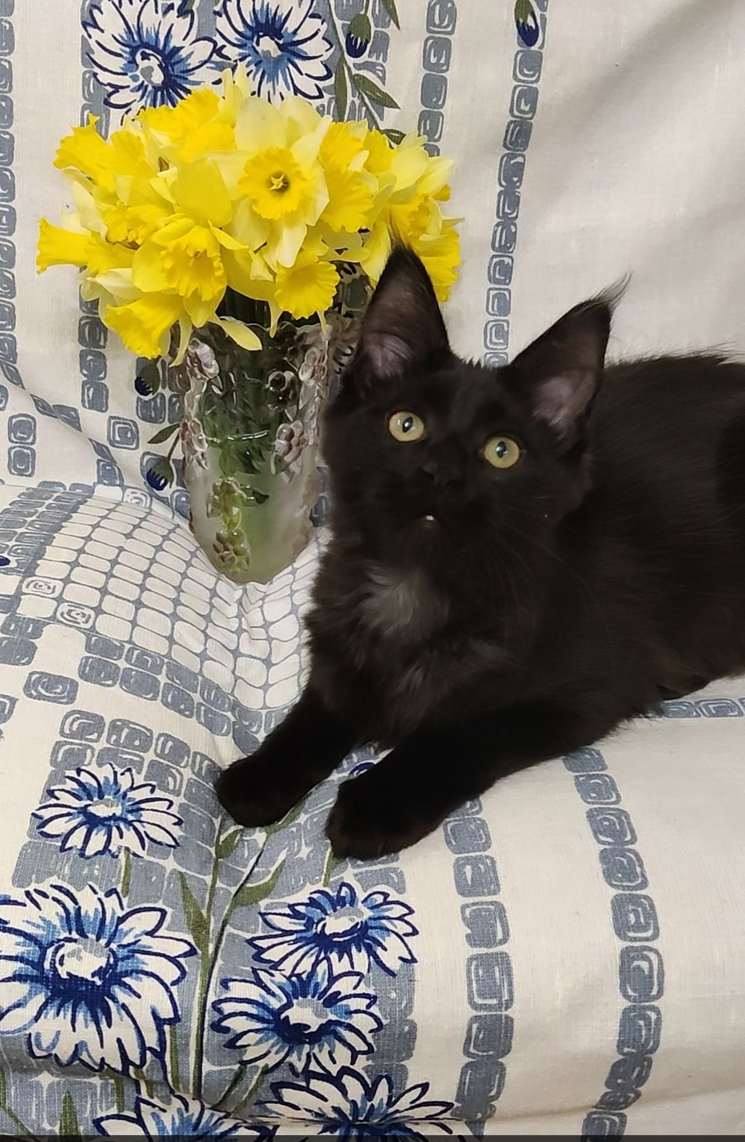 Мейн Кун дівчинка