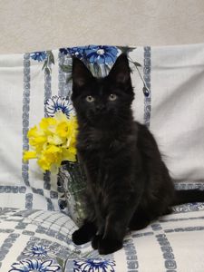 Мейн Кун дівчинка