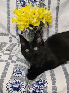 Мейн Кун дівчинка