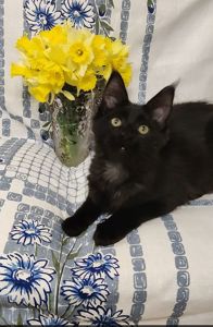 Мейн Кун дівчинка