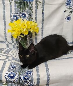 Мейн Кун дівчинка