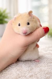 Сирийские хомяки Ангорский и Сириец