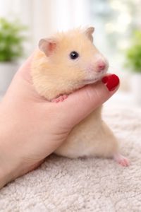 Сирийские хомяки Ангорский и Сириец