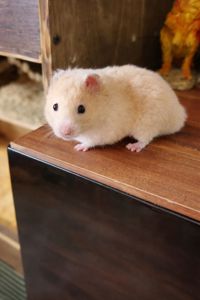 Сирийские хомяки Ангорский и Сириец