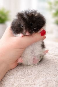 Сирийские хомяки Ангорский и Сириец