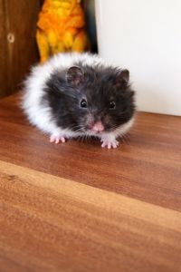 Сирийские хомяки Ангорский и Сириец