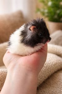 Сирийские хомяки Ангорский и Сириец