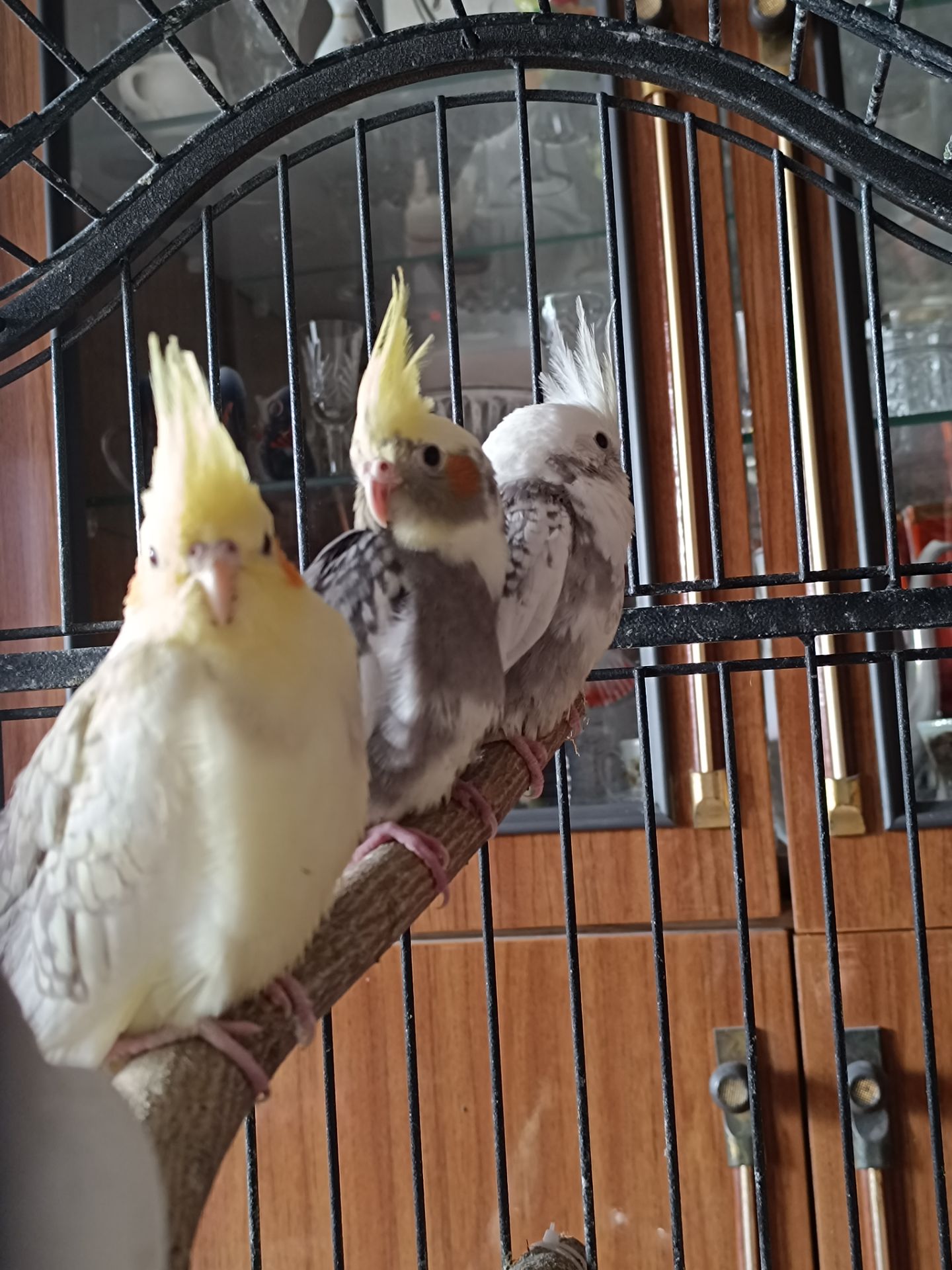 Продаються малюки корел 🦜