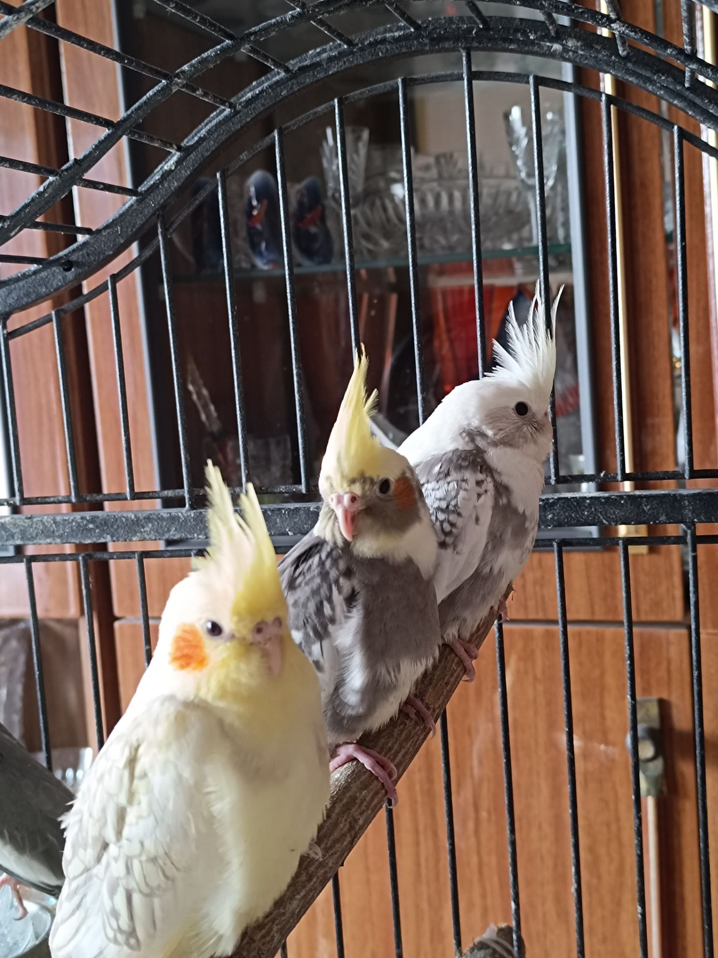 Продаються малюки корел 🦜