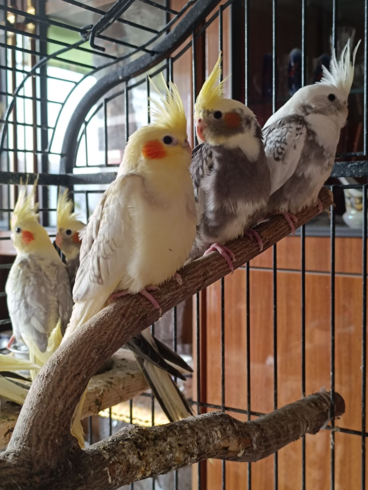 Продаються малюки корел 🦜