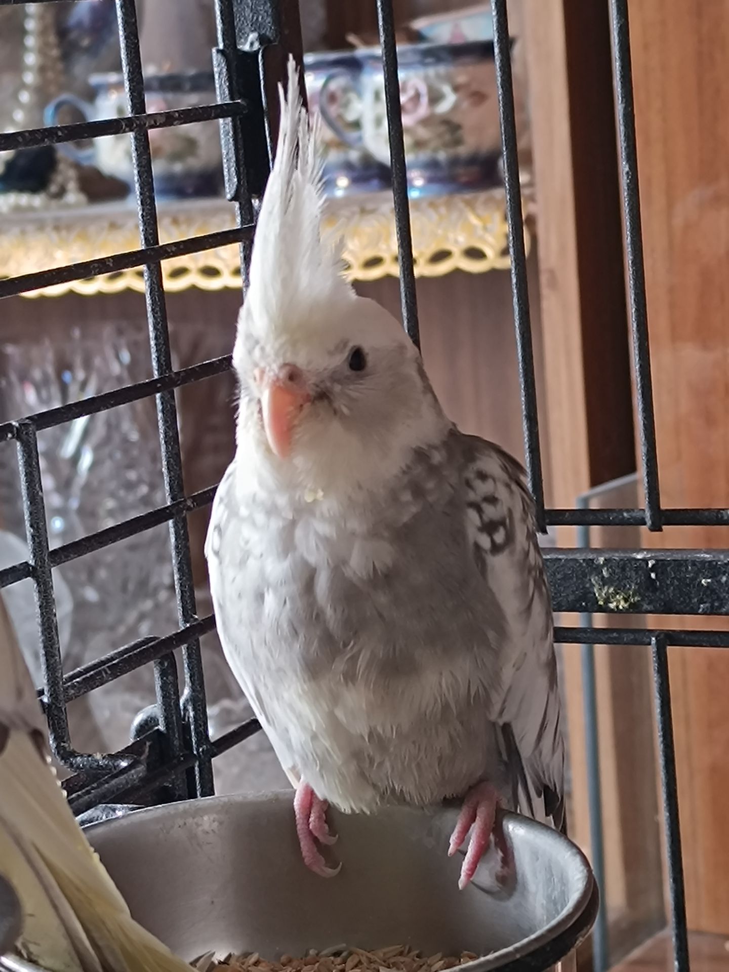 Пропонуються чудові малюки корел 🐦