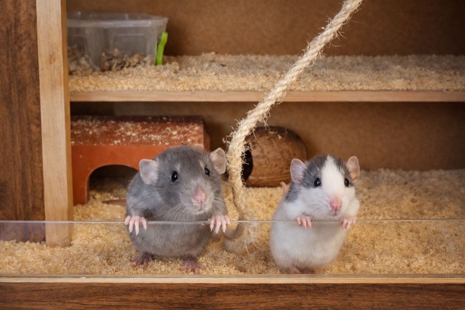 Крысята Дамбо