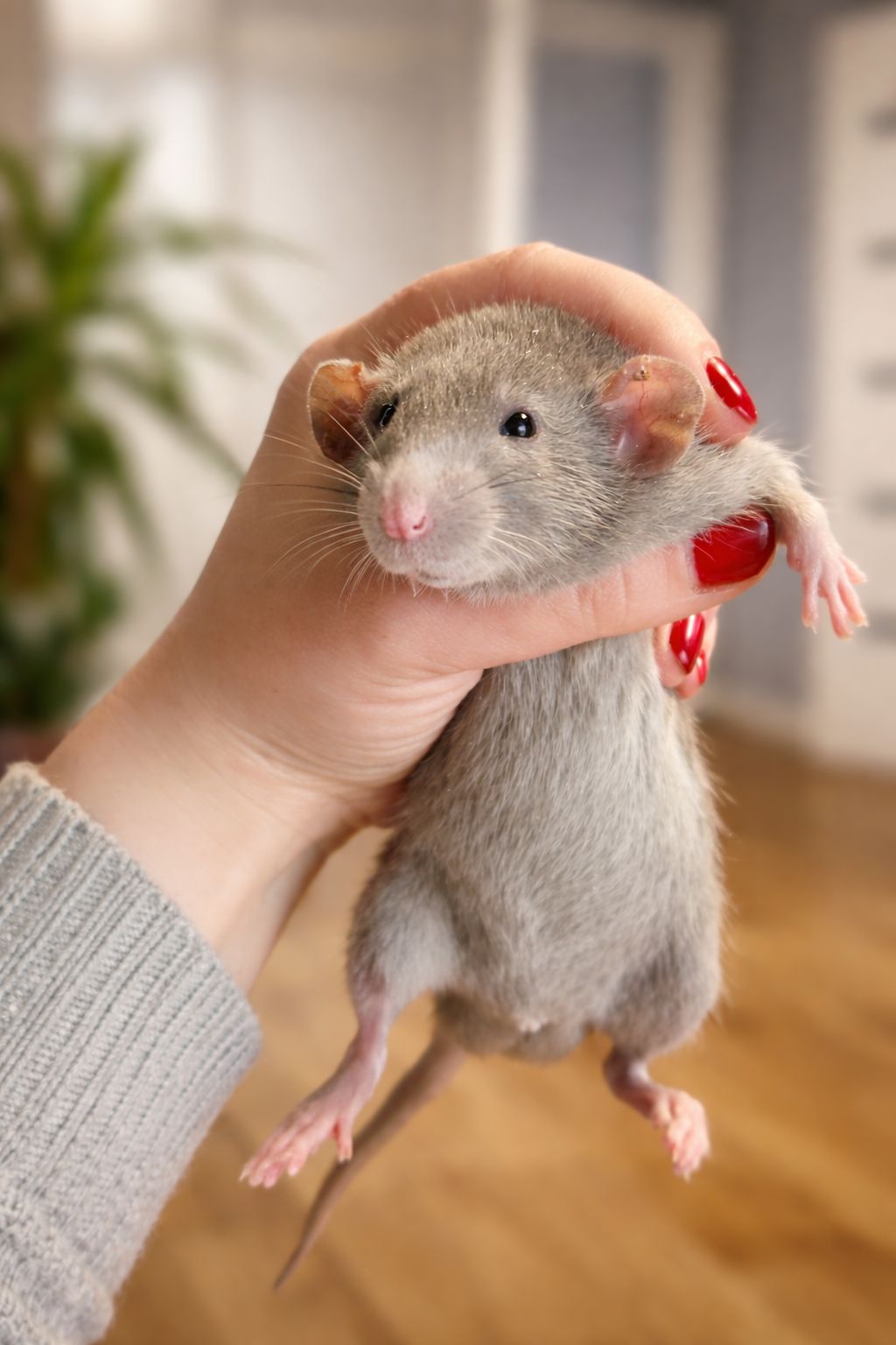 Крысята Дамбо