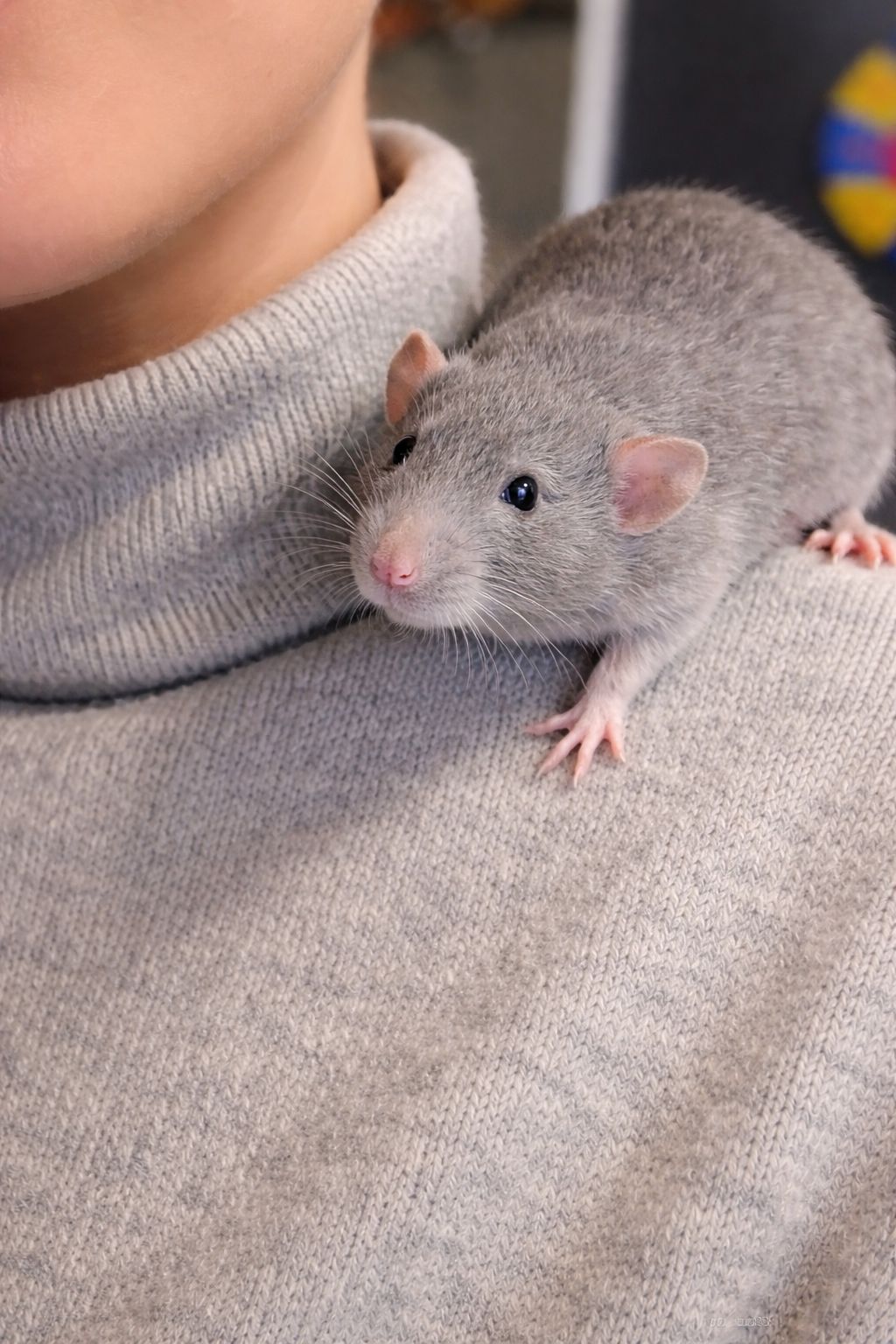 Крысята Дамбо