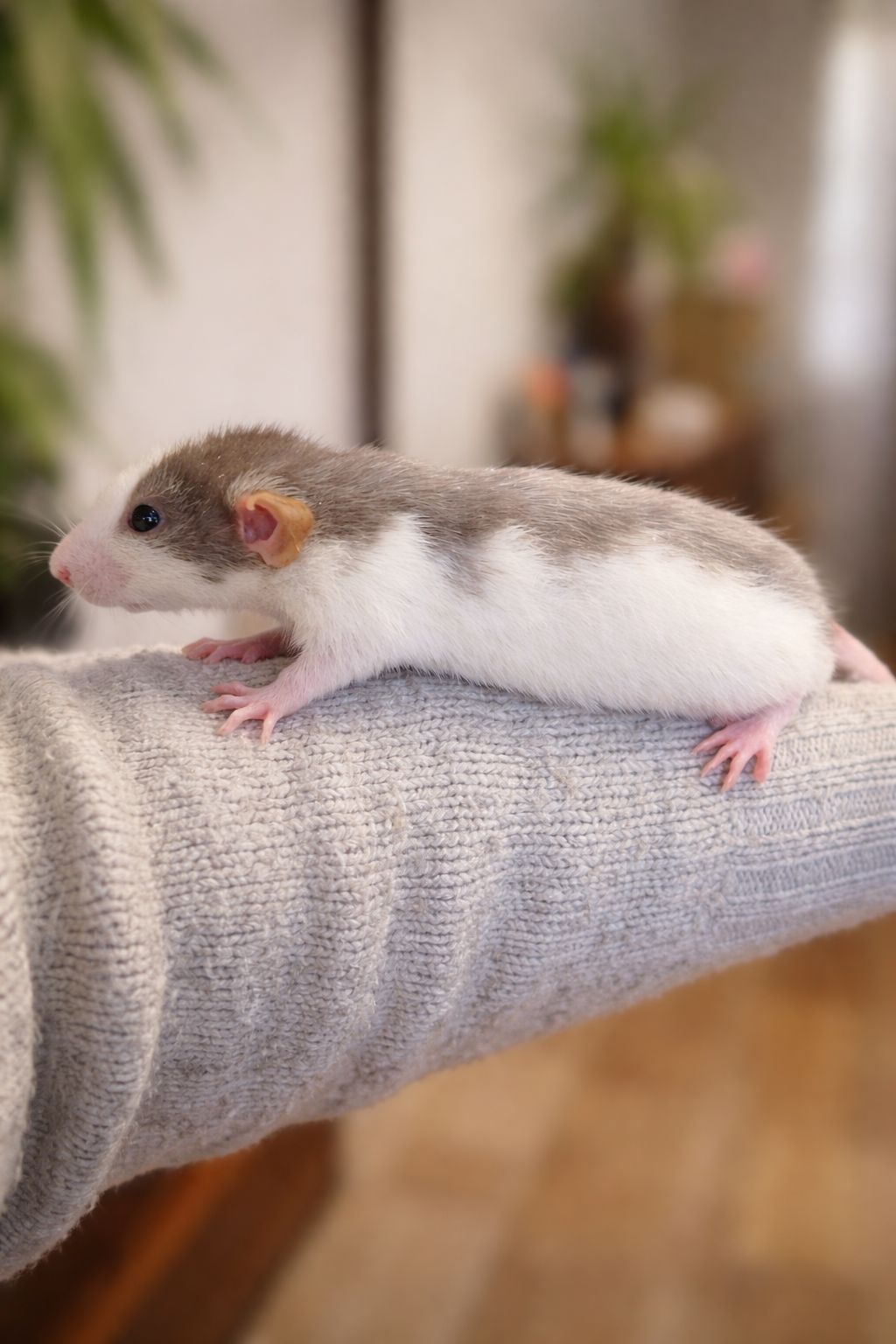 Крысята Дамбо