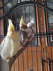 Продаються малюки корел 🦜