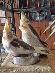 Продаються малюки корел 🦜