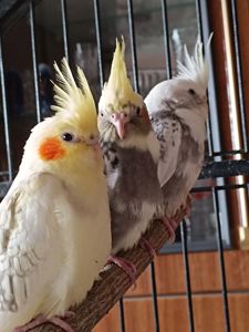 Пропонуються чудові малюки корел 🐦