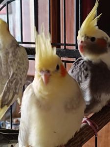 Пропонуються чудові малюки корел 🐦