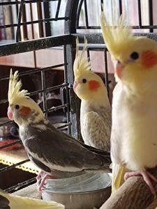 Пропонуються чудові малюки корел 🐦