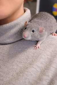 Крысята Дамбо