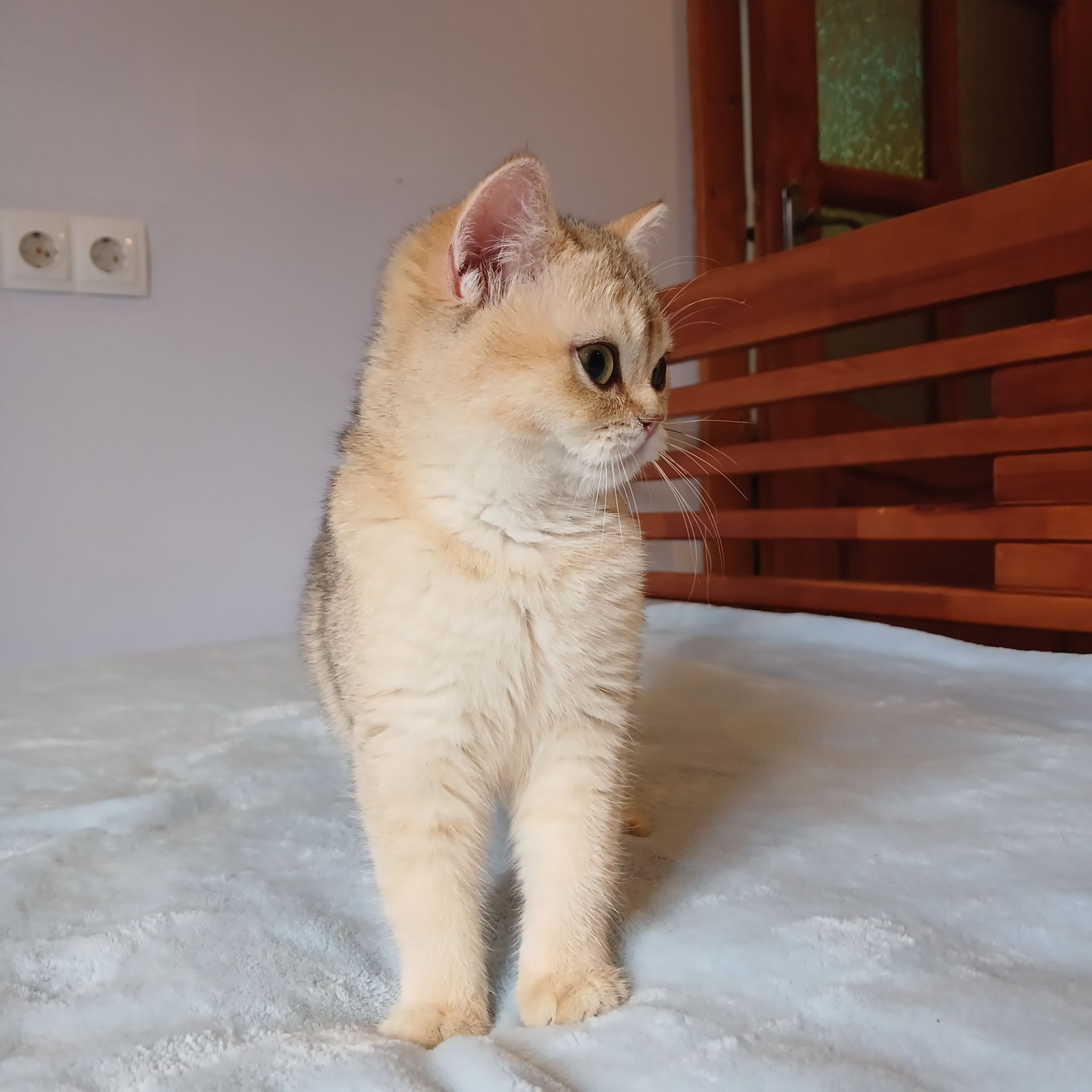 Дівчинка Британська золота шиншила кошенятко